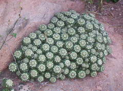 Mammillaria voburnensis