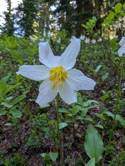 author not stated, no rights reserved Erythronium montanum, photograph author not stated, no rights reserved