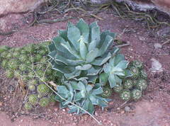 Mammillaria voburnensis