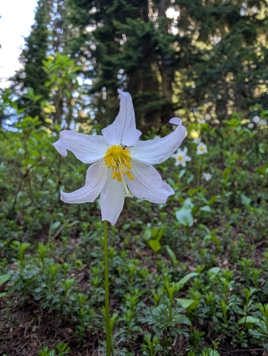Erythronium montanum, photograph 5