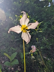 Erythronium montanum, photograph author not stated, no rights reserved