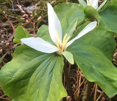 Trillium albidum