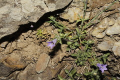 Campanula lyrata