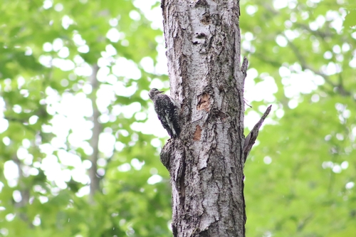 Yellow-bellied Sapsucker observed by theo_walschots