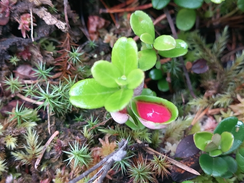 Lingonberry Gall