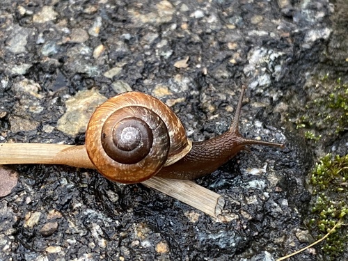 Copse Snail