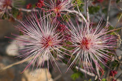 Calliandra eriophylla