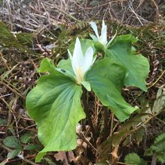 Trillium albidum