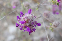 Dalea pulchra