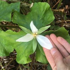 Trillium albidum