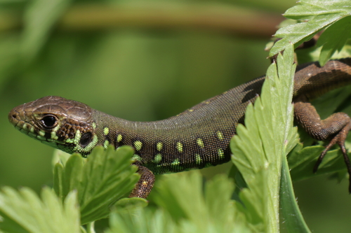 Iberian Emerald Lizard