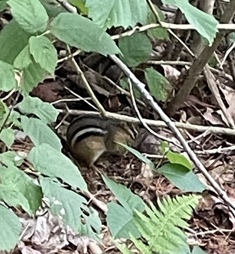 Eastern Chipmunk observed by baxterts