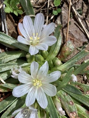 Lewisia brachycalyx