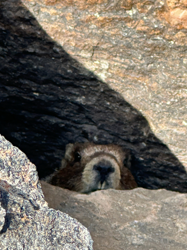 Yellow-bellied Marmot observed by marzguitar