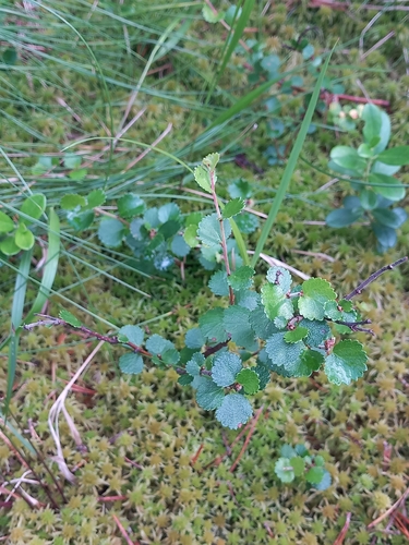 Dwarf Birch