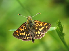 Carterocephalus skada
