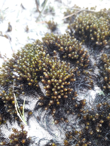 Andreaea nitida observed 2026-07-12