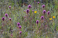 Castilleja exserta