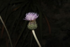 Tyrimnus leucographus