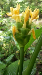 Goeppertia macrosepala