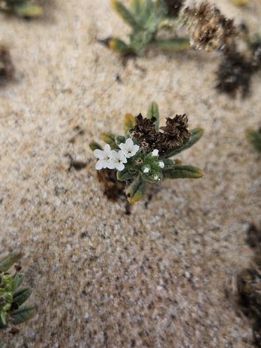 Heliotropium ramosissimum, photograph 5