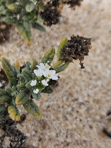 Heliotropium ramosissimum, photograph 6