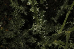 Tyrimnus leucographus