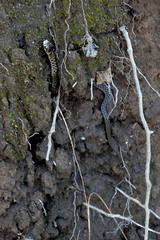 Thamnophis sumichrasti