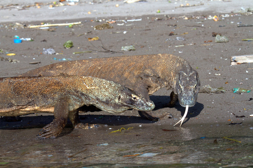 Komodo Dragon — seen at this dive site