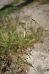 Avena sterilis