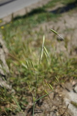 Avena sterilis