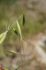 Avena sterilis
