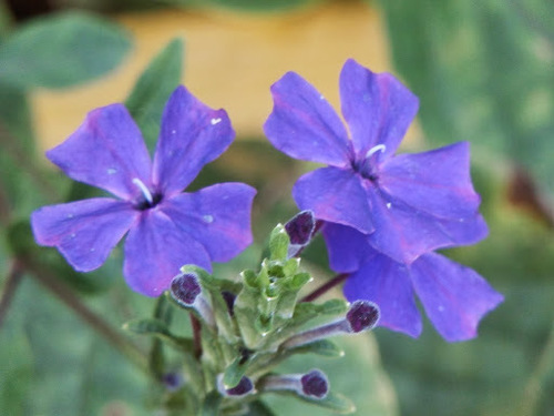 Eranthemum wattii