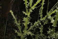 Tyrimnus leucographus