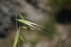 Avena sterilis