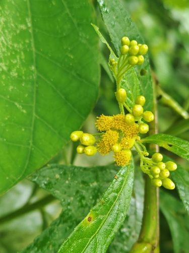 Neurolaena lobata observed 2026-07-18