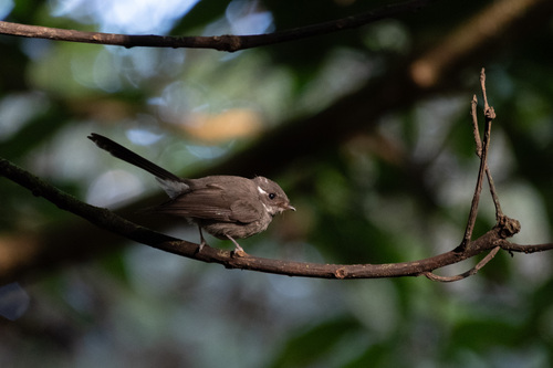 Samoan Fantail (Rhipidura nebulosa), photo 2