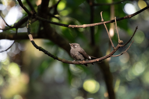 Samoan Fantail (Rhipidura nebulosa), photo 1