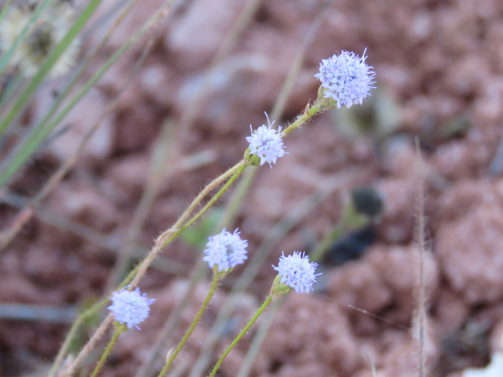 Praxelis basifolia