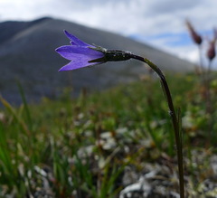 Campanula uniflora