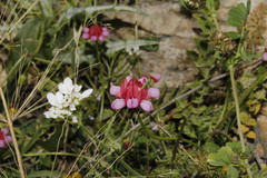 Securigera parviflora