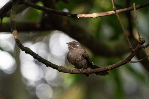 Samoan Fantail (Rhipidura nebulosa), photo 3