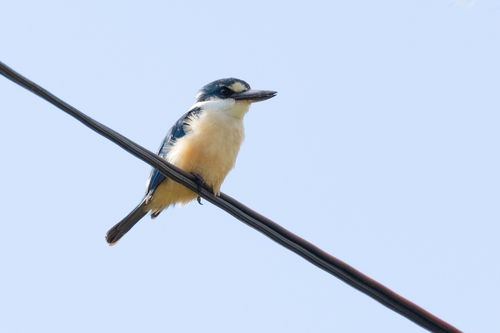 Flat-billed Kingfisher (Todiramphus recurvirostris)