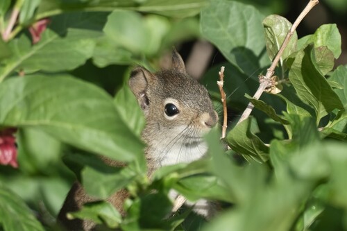 American Red Squirrel observed by utah_klaus