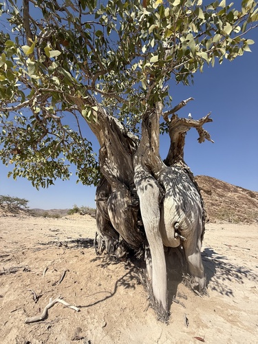 Mopane