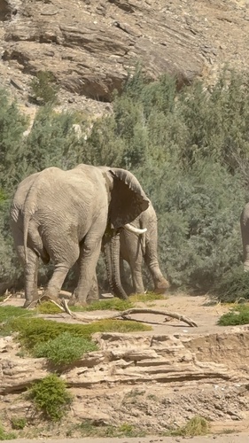 African Savanna Elephant