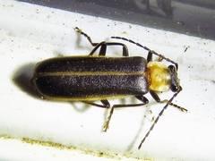 Podabrus flavicollis