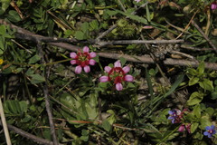Securigera parviflora