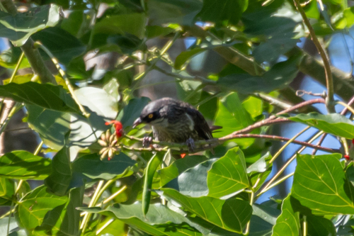 Polynesian Starling (Aplonis tabuensis), photo 2