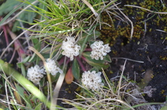 Gomphrena meyeniana
